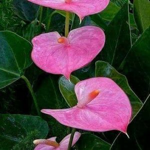 Meet your Posher, Alejandrina